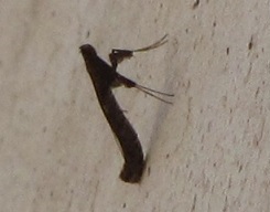 Gracillaridae? S